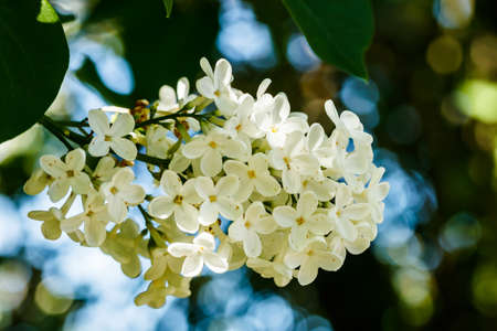 Beautiful lilac white flowers blooming in the garden