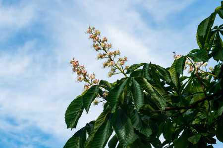 Beautiful blossoming chestnut tree at sunny summerの写真素材