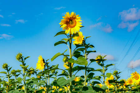 Field of blooming sunflowers on a background of blue sky and power lineの写真素材