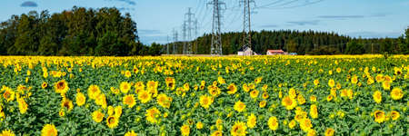 Field of blooming sunflowers on a background of blue sky and power lineの写真素材