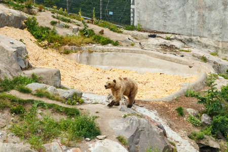 Bear at the Korkeasaari Zoo in Helsinki at summerの写真素材