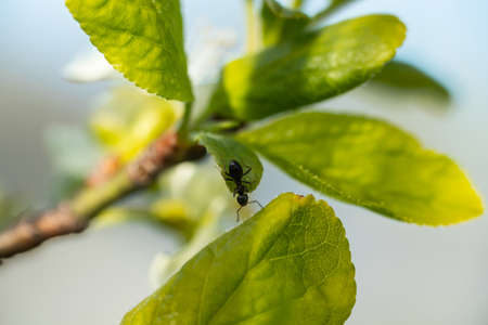 Green cherry leaves with ant in the garden