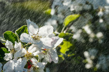 Apple blossom under the rain in the garden on springの写真素材