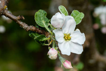 Apple blossom in the garden on springの写真素材