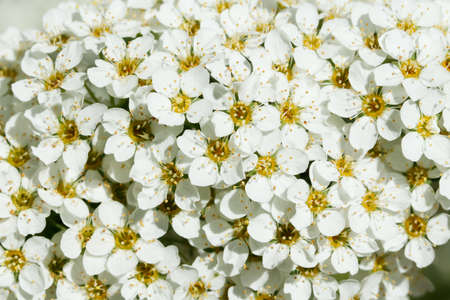 Blooming bush of spirea. Spring time. Spirea blossom
