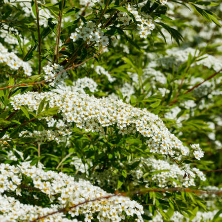 Blooming bush of spirea. Spring time. Spirea blossom