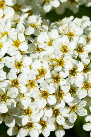 Blooming bush of spirea. Spring time. Spirea blossom