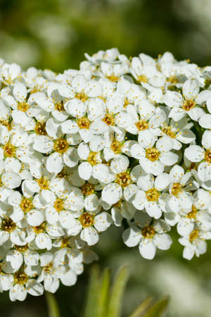 Blooming bush of spirea. Spring time. Spirea blossom