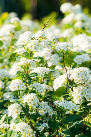 Blooming bush of spirea. Spring time. Spirea blossom