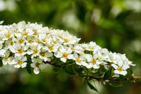 Blooming bush of spirea. Spring time. Spirea blossomの写真素材