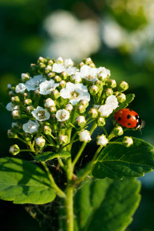 Blooming bush of spirea with ladybug. Spring time. Spirea blossomの写真素材