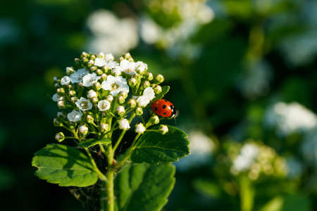 Blooming bush of spirea with ladybug. Spring time. Spirea blossomの写真素材