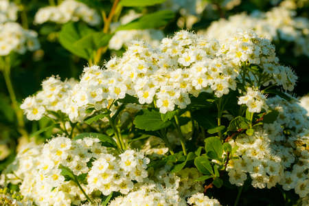 Blooming bush of spirea. Spring time. Spirea blossom