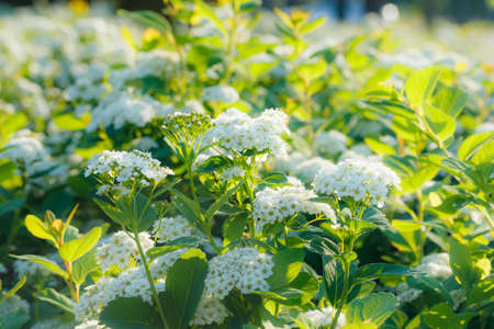 Blooming bush of spirea. Spring time. Spirea blossomの写真素材