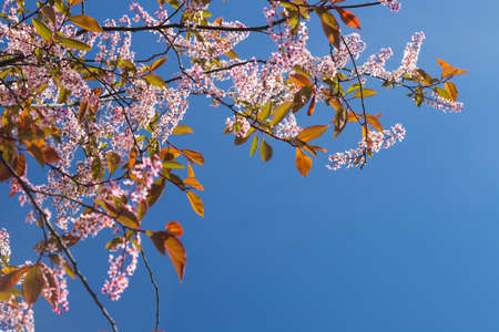 Flowers of bird cherry in park at spring.