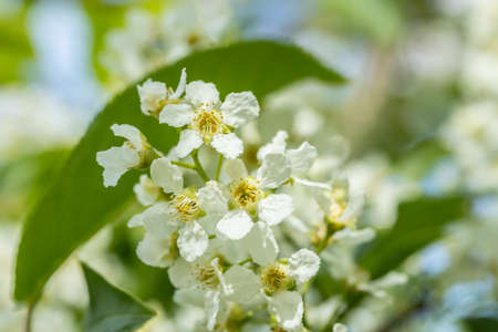 Beautiful white flowers of blooming bird cherry in spring.の写真素材