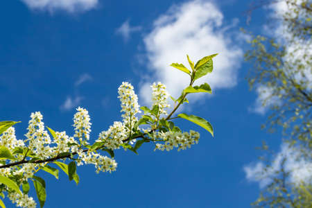 Beautiful white flowers of blooming bird cherry in spring.