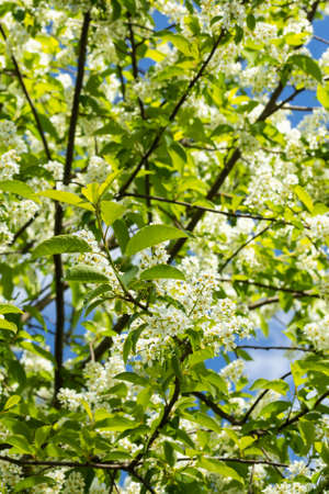 Beautiful white flowers of blooming bird cherry in spring.の写真素材