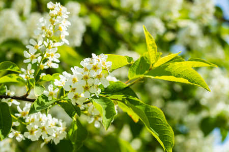 Beautiful white flowers of blooming bird cherry in spring.の写真素材