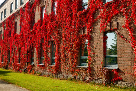 Autumnal view of red brick building covered by red foliage of parthenocissus.の写真素材