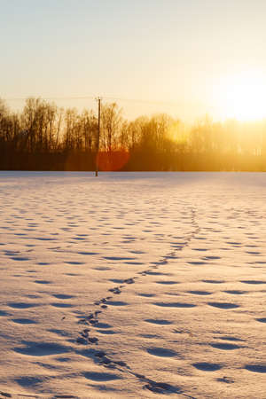 A winter country landscape with hare tracks on snowy field in sunset.の写真素材