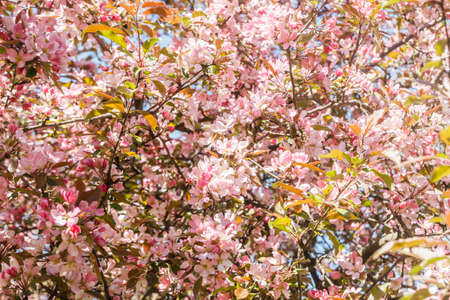 Pink apple blossom in the garden on springの写真素材