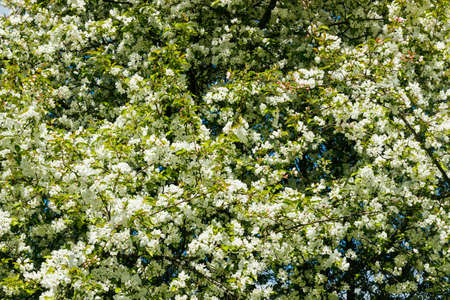 Apple blossom in the garden on springの写真素材