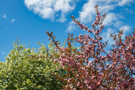 Pink and white apple blossom in the garden on spring