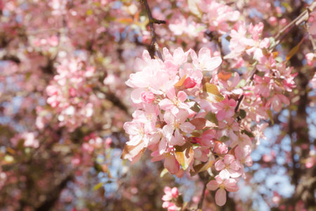 Pink apple blossom in the garden on spring