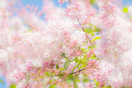 Beautiful pink lilac branch with flowers and buds in the summer gardenの写真素材