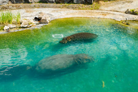 The family of hippopotamus is swimming in the pond