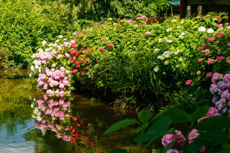 Blooming hortensia bushes with beautiful flowers, growing on a pond shore, with water on background. Hydrangea macrophilla.の写真素材