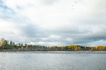 A big flock of barnacle gooses is taking off from the river Kymijoki. Birds are preparing to migrate south.の写真素材