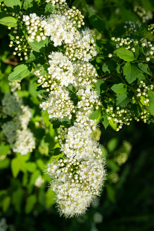 Blooming bush of spirea. Spring time. Spirea blossom