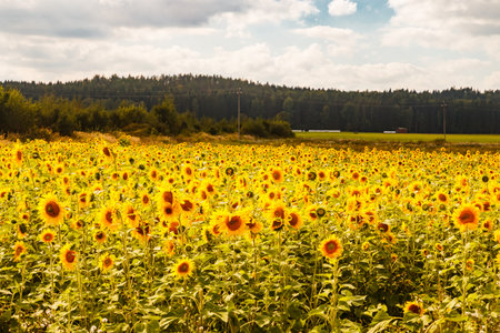 Field of blooming sunflowers on a background of blue sky, Finlandの写真素材