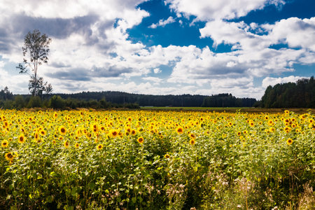 Field of blooming sunflowers on a background of blue sky, Finlandの写真素材