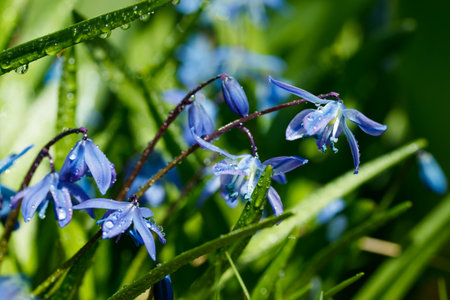Closeup of blooming blue scilla luciliae flowers with raindrops in sunny day. First spring bulbous plants. Selective focus with bokeh effect.の写真素材