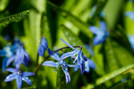 Closeup of blooming blue scilla luciliae flowers with raindrops in sunny day. First spring bulbous...