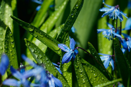 Closeup of blooming blue scilla luciliae flowers with raindrops in sunny day. First spring bulbous plants. Selective focus with bokeh effect.の写真素材