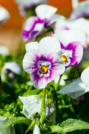 White with violet pansy flowers with raindrops in the garden, close up.の写真素材