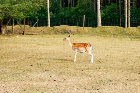 Sika or spotted deer in Denmark.の写真素材