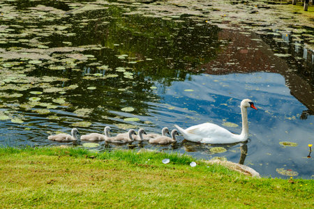 White swans in the park of Egeskov castle, Denmark.の写真素材