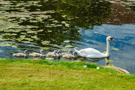 White swans in the park of Egeskov castle, Denmark.の写真素材