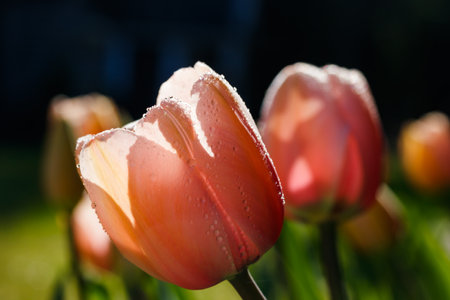 Pink tulips in sunlight with raindrops in spring gardenの写真素材