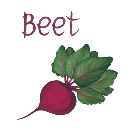 Beetroot with green leaves and an inscription isolated on a white background. Icon. Harvesting. Fresh healthy ripe vegetables. Vegetarianism. Farm products. Diet.の写真素材