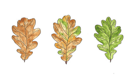 Oak leaves set. Green and brown autumn fallen leaves isolated on white background. Watercolor hand drawn botanical illustration. Nature elements for designの写真素材