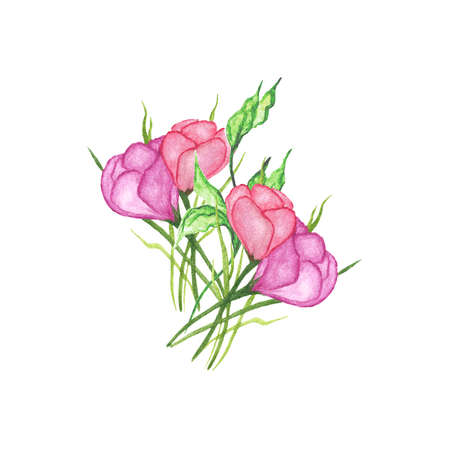 Pink crocuses in grass with green leaves isolated on white background. First spring flowers. Watercolor hand drawn illustration. For the design of postcards, invitations.の写真素材
