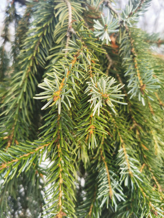 Branches of an evergreen spruce. nature, ecology. Plants, trees