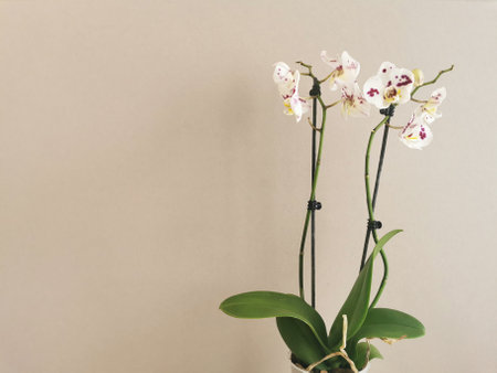 Blooming white and pink orchid flowers in a pot on a branch on a light brown background. Houseplant care.の写真素材