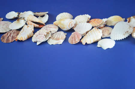 Row of white seashells on a blue background. Free space for text. Banner. Leisure, tourism, travel,...